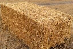 Wheat straw in bales