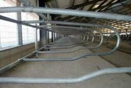 Stable equipment for cattle farms