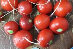 Greenhouse radish wholesale from the manufacturer!