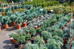 Decorative conifers and deciduous plants