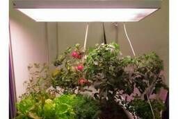 Phyto-lamp for seedlings and indoor plants