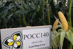Hybrids of corn F1 ROSS 140 AgroMir-Seeds