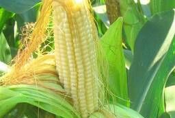Hybrids corn seeds DKS 4014 Monsanta, Monsanto