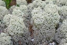 Cladonia (Icelandic moss) Altai 2018