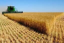 Пшеница 4 класса мягких сортов с клейковиной 20 - 22%