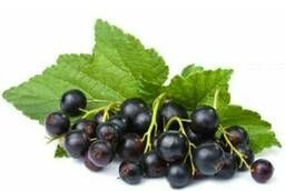 Blackcurrant seed oil, refined