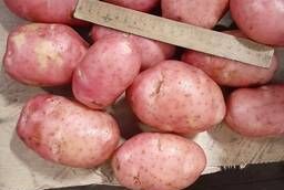 Молодой картофель урожая 2020 г оптом от производителя