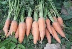 Морковь молодая оптом