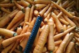 Морковь мытая 2 сорта на переработку от 12. 50