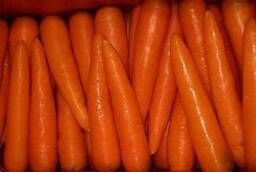 Морковь мытая оптом от 1 тн со склада Мск