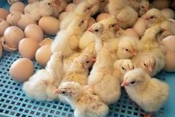  инкубационные яйца Кобб 500 и Росс 308 и куриные яйца