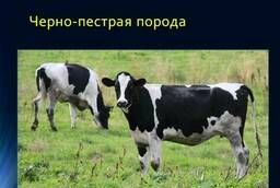 Племенной скот и бычки на откорм