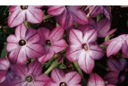 Flower Seeds Winged Tobacco Saratoga (Purple Bicolor) 1000sh