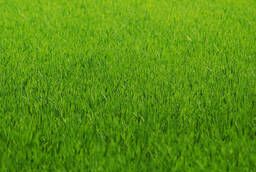 Семена газонных трав и удобрения