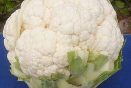 Seeds of cauliflower Castor F1