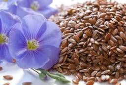 Oil flax seeds