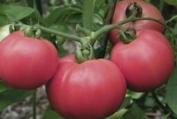 Семена томата детерминантного Торбей F1 (розовый)