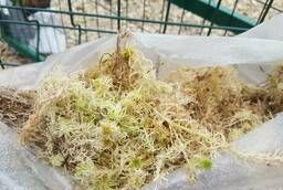 Sphagnum (marsh forest moss)