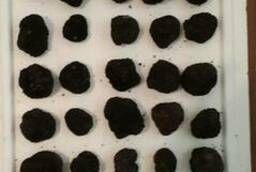 Fresh Black Truffles