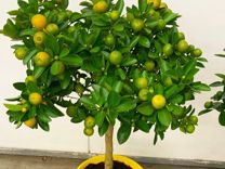 Мандариновое дерево с плодами/ Мандарин Н 70 см