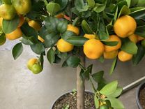Мандариновое дерево ароматное с плодами/ Мандарин
