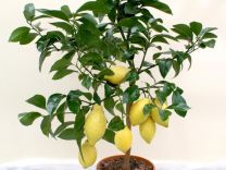 Цитрусовые деревья Лимон Апельсин и много экзотики