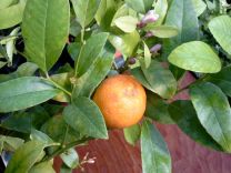 Лайм с плодами и др разные цитрусовые деревья