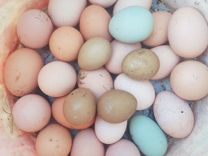 Яйцо для инкубации домашних кур