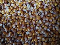 Кукуруза зерно и дробленая под заказ