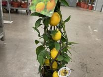 Лимонное дерево с плодами/ Лимон Пирамида H 60 см