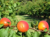 Саженцы абрикос,алычи, груш. яблонь и др и черенки
