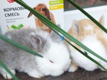Кролики декоративные,вислоушки, французский баран
