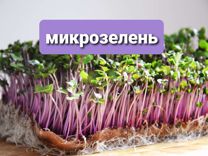 Микрозелень / Зелень / Салаты / Овощи / Семена