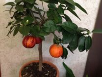 Мандариновое дерево с красными плодами с фото и др