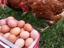 Домашние куриные яйца, мясо, творог, сметана