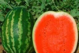 Watermelon Colosseo F1 in a package of 1000 seeds Price reduction