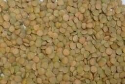 Green plate lentils wholesale.