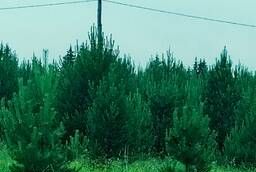 Christmas trees for the New Year. New Years pines wholesale. Only pine.