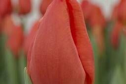 Голландские тюльпаны оптом Каданс (Cadans)