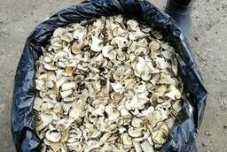 Dried white mushrooms. Vintage 2018 selling. Autumn harvest