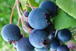 Irga berry bush bears fruit annually