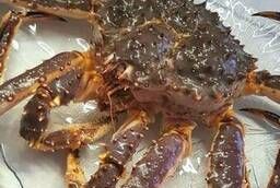 Kamchatka crab live (Russia)