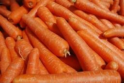 Морковь молодая оптом