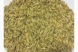 Seed oats