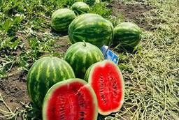Sell watermelon