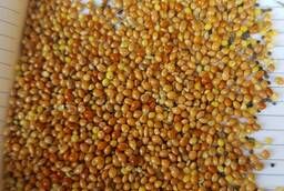 Red millet wholesale
