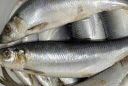 Home-salted herring