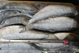 Olyutorskaya herring 400-500