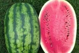 Details about   Melon Extraordinary F1 Russian High Quality seeds