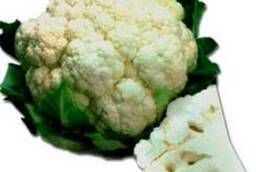 Seeds of cauliflower Incline F1 pack 1000 pcs